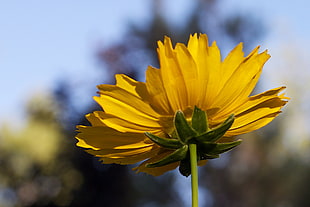 yellow Sunflower flower in bloom during daytime