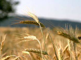 closeup photography of brown grass