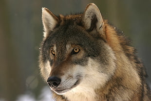 selective focus photography of brown and black wolf