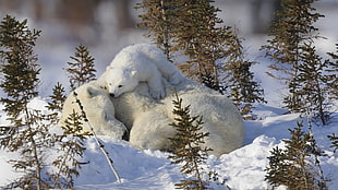 photography of white snowbear with baby snow bear sleeping