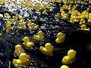 yellow rubber ducky lot on body of water HD wallpaper