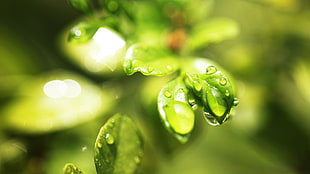 shallow focus photo of leaf HD wallpaper