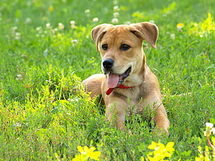 photo of tan puppy on grass field