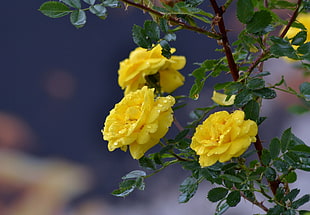 water dews on three yellow Rose flowers HD wallpaper