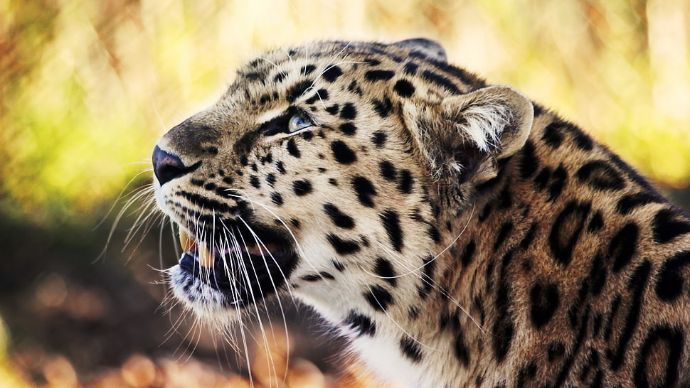 close up photo of Leopard HD wallpaper