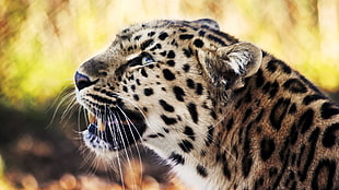close up photo of Leopard