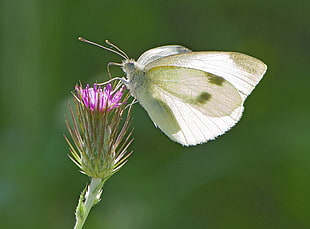 close up photography of white butterfly on flower during day
