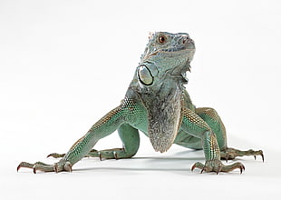 green and gray Iguana