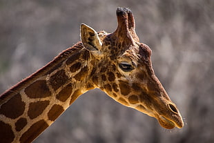 close up photography of giraffe