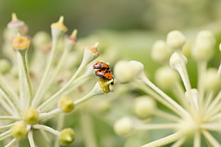 close up photo of two ladybugs