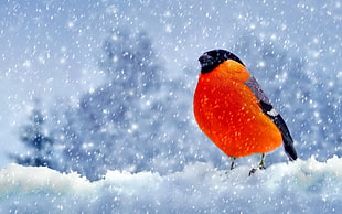 red and black short-beaked bird, Bullfinch, snow, nature, birds HD wallpaper