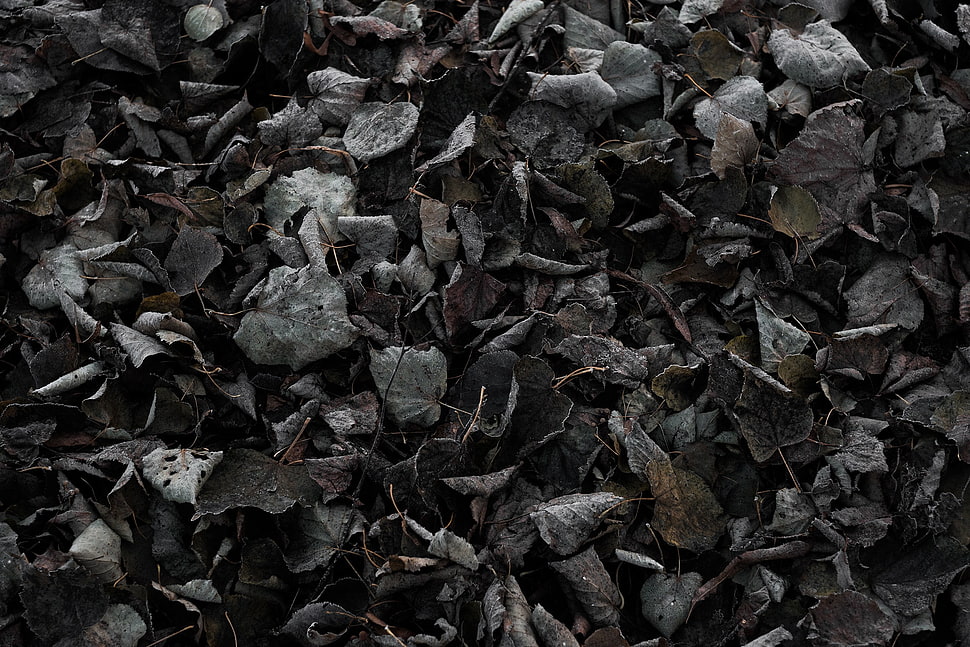withered leaves wallpaper, nature, fall, cold, ground HD wallpaper