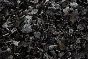withered leaves wallpaper, nature, fall, cold, ground