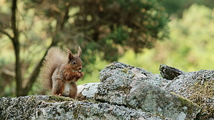 selective photography of Squirrel on rock