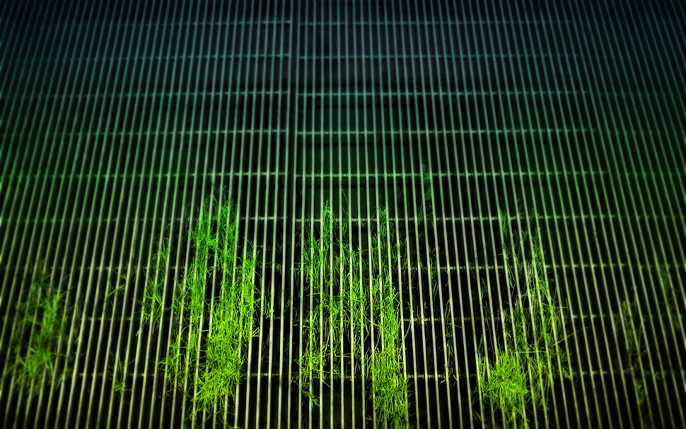 green leafed plants, grid, grass, plants HD wallpaper