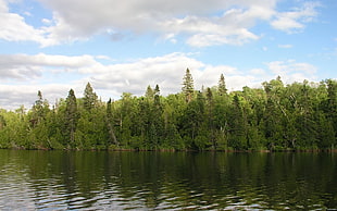 green trees near body of water