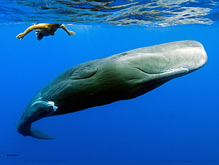 gray whale, whale, animals, sea, Sperm Whale