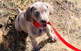 smooth-coat brown puppy