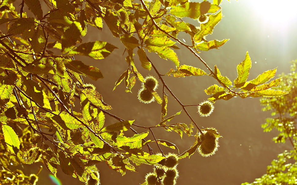 green leaf tree HD wallpaper