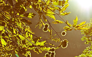 green leaf tree HD wallpaper
