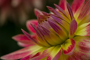 macro photography of yellow and pink flower, dahlia