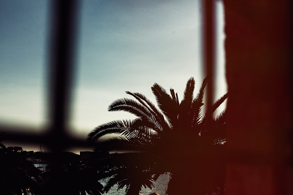 green leaf tree, Palm tree, Branches, Night HD wallpaper