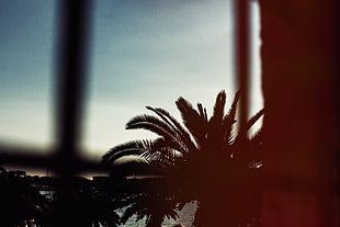 green leaf tree, Palm tree, Branches, Night