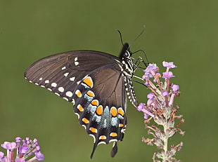 black and orange butterfly on lavender flower, spicebush, swallowtail