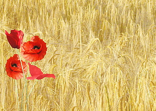 red Poppy flowers on wheat field
