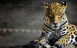 selective focus photography of Leopard