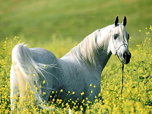 white horse on grass field HD wallpaper