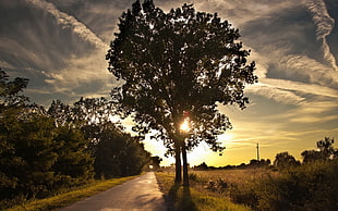 silhouette photo of trees against sun HD wallpaper
