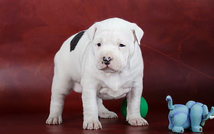 white and black American Pit Bull Terrier puppy HD wallpaper