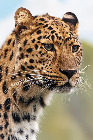 Jaguar in closeup photo