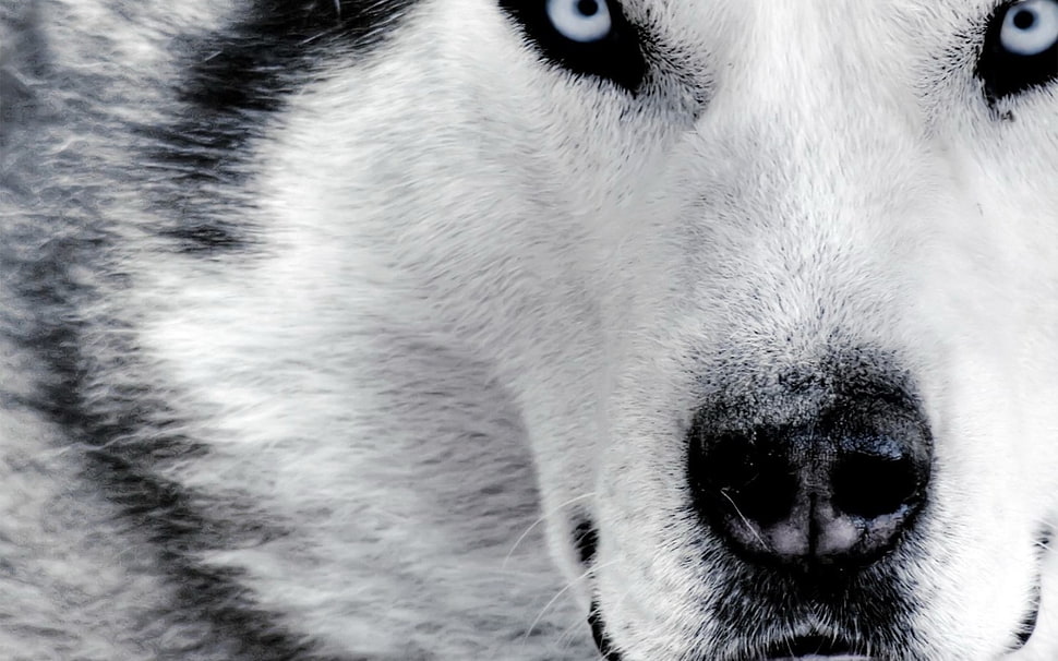 white and black snow wolf HD wallpaper