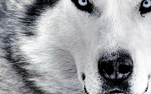white and black snow wolf