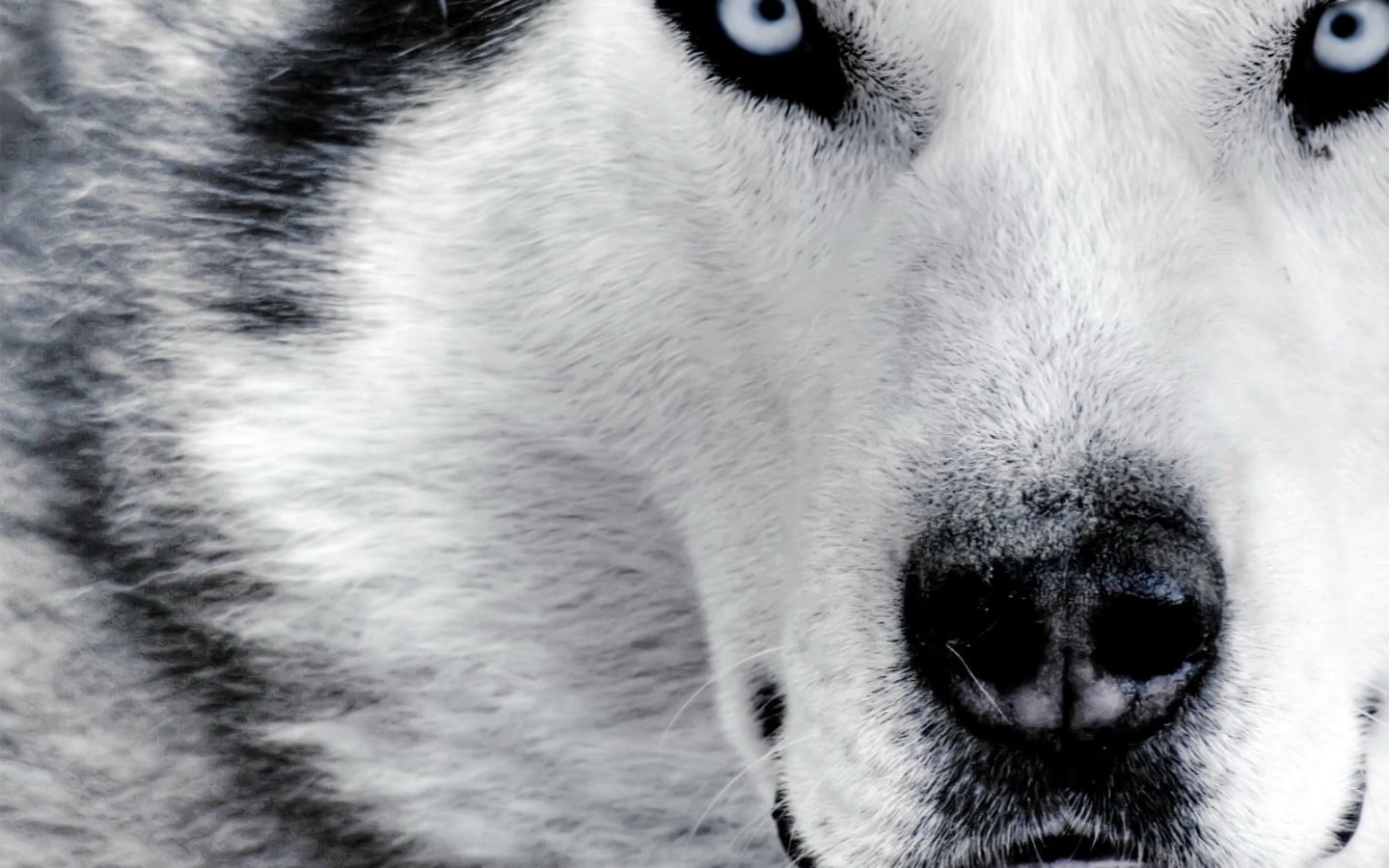 white and black snow wolf