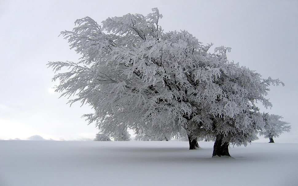 white leafed tree, snow, winter, trees, landscape HD wallpaper