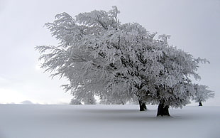 white leafed tree, snow, winter, trees, landscape