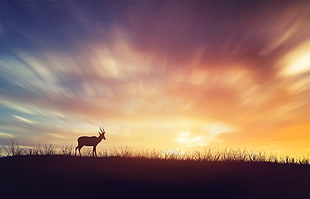 silhouette of deer photo digital wallpaper, photography, deer, sky, colorful