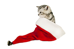 short fur black and white kitten on Santa Claus hat