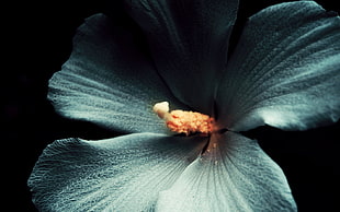 white petal flower selected photograhpy