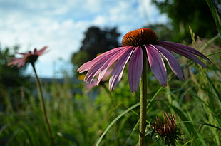 side view of a purple Coneflowers