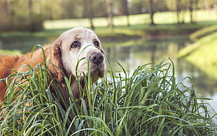 long-coated brown dog lying on green grasses during daytime