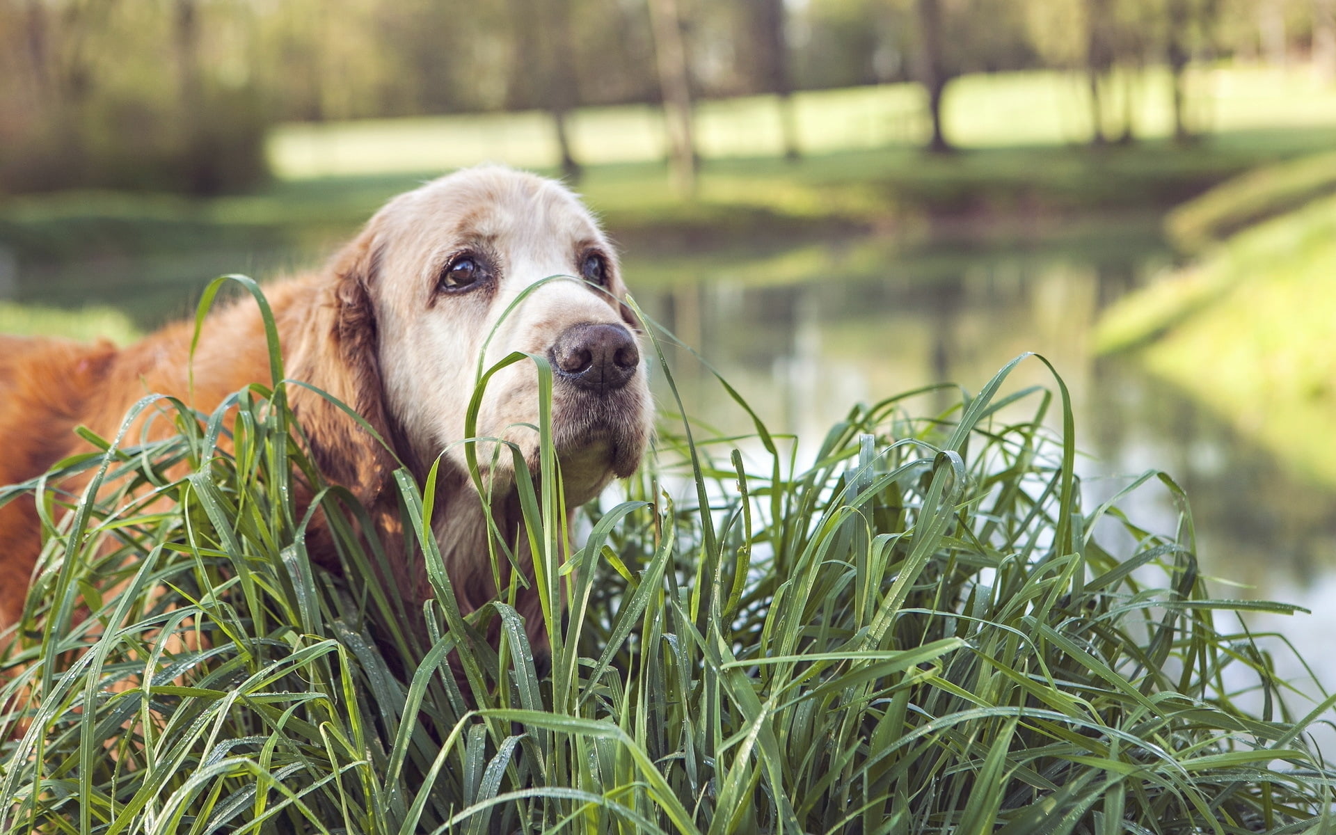 Едят ли собаки траву. Собака на траве. Щенок в траве. Собака сидит на траве. Золотистый ретривер на траве.