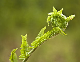 macro photography of fern plant HD wallpaper