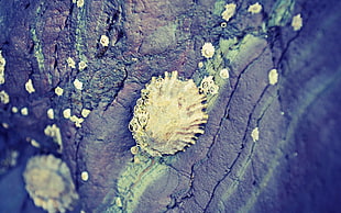 selective focus photographed of beige decor