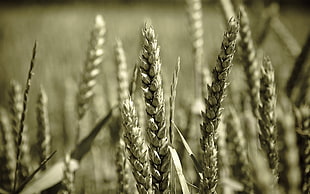 sepia photography of wheat grains HD wallpaper