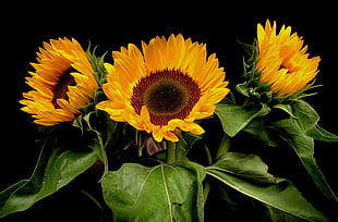 three sunflowers HD wallpaper