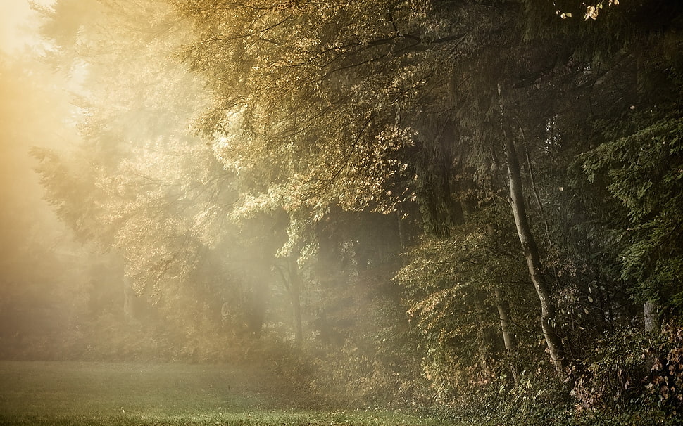 thick green forest illustration HD wallpaper